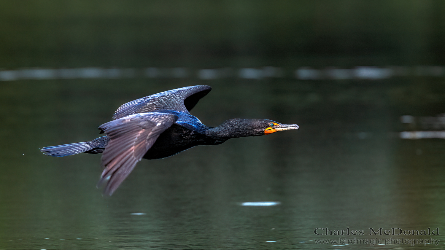 Double-crested Cormorant