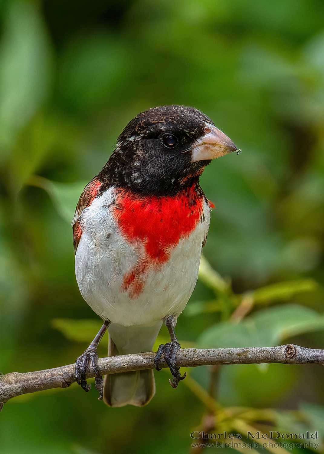 Rose-breasted Grosbeak