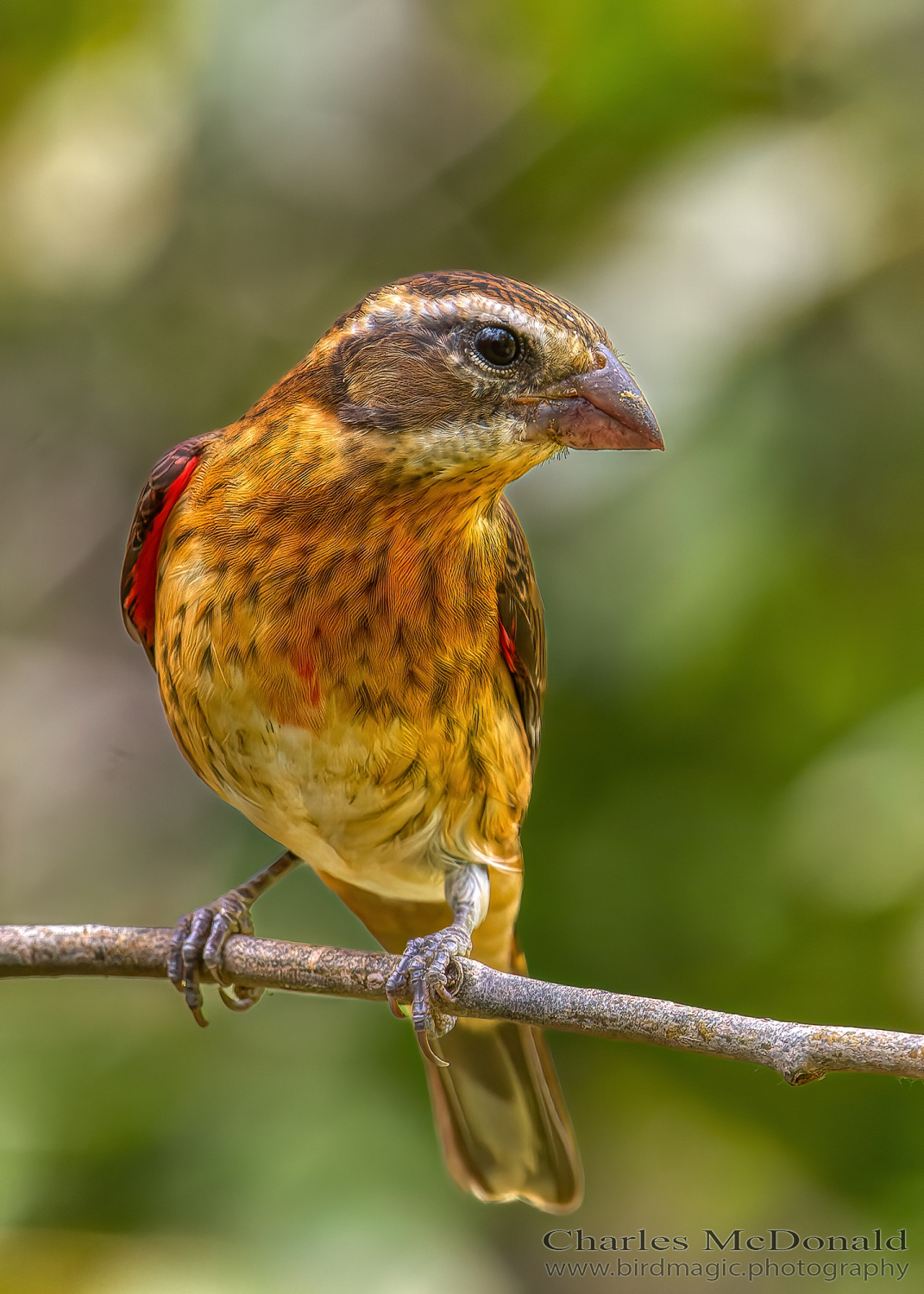 Rose-breasted Grosbeak