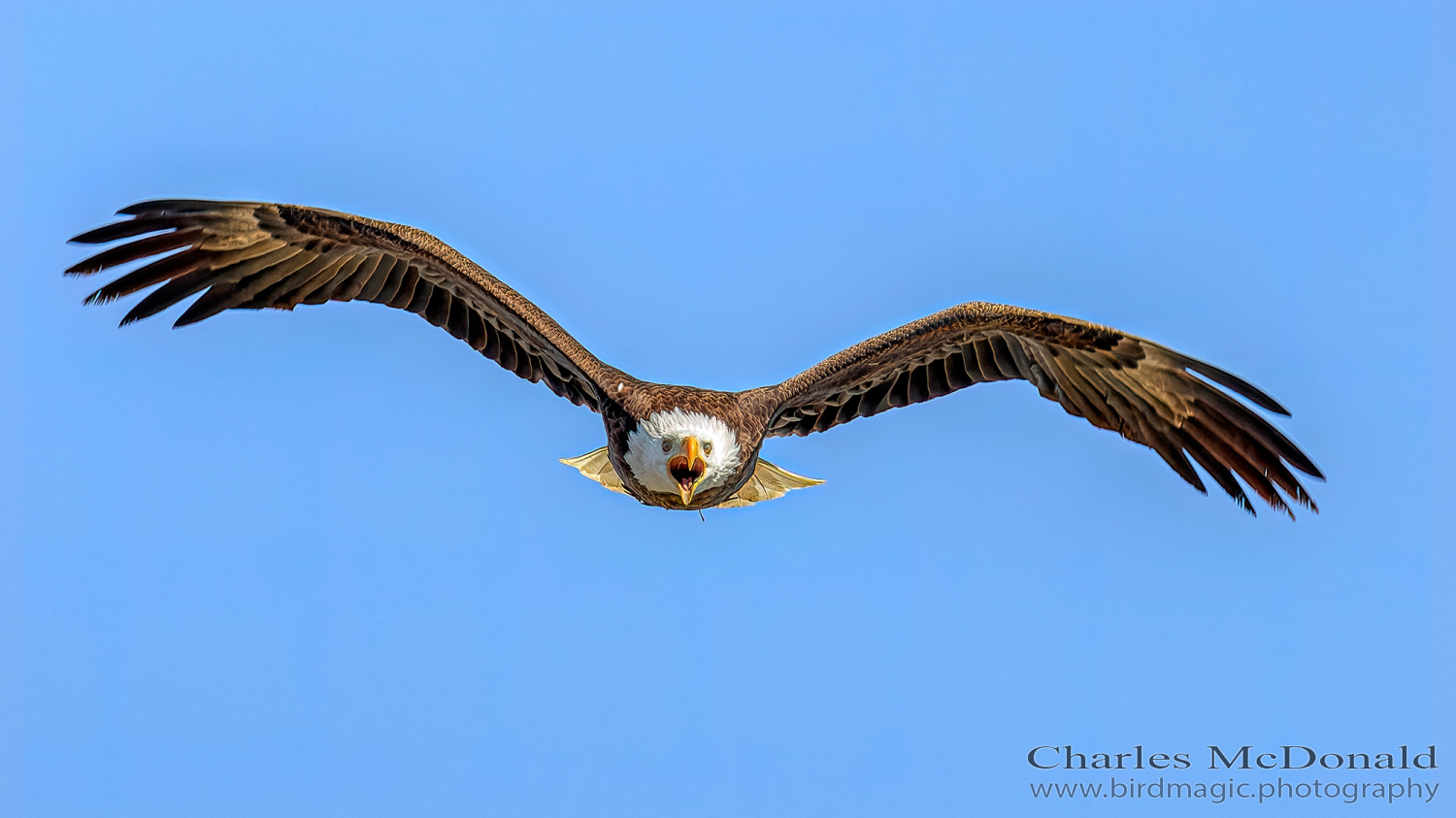 Bald Eagle