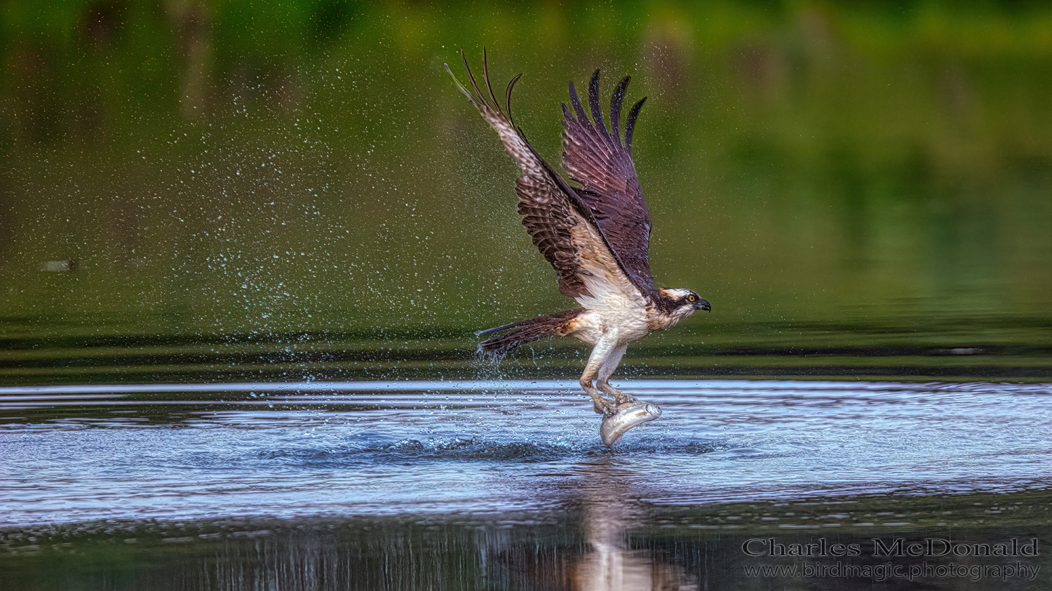 Osprey