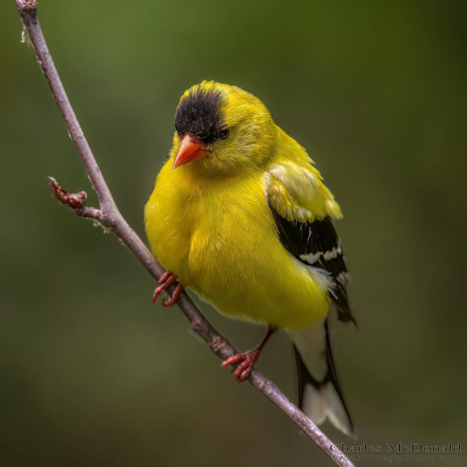 American Goldfinch