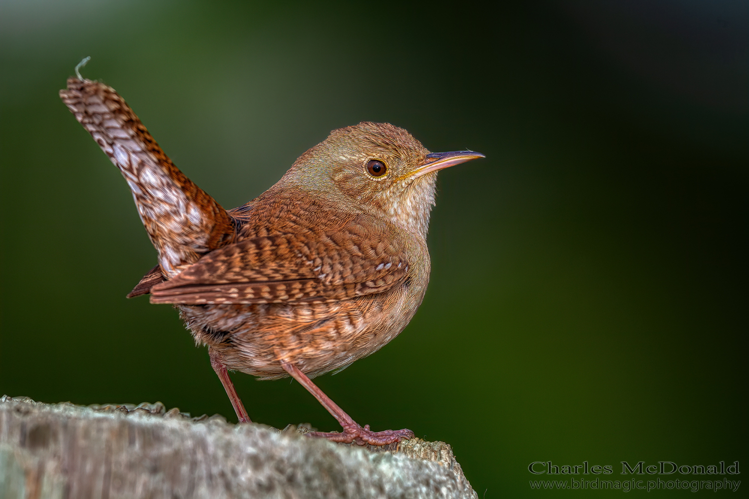 House Wren