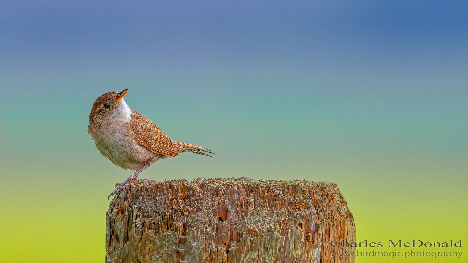 House Wren