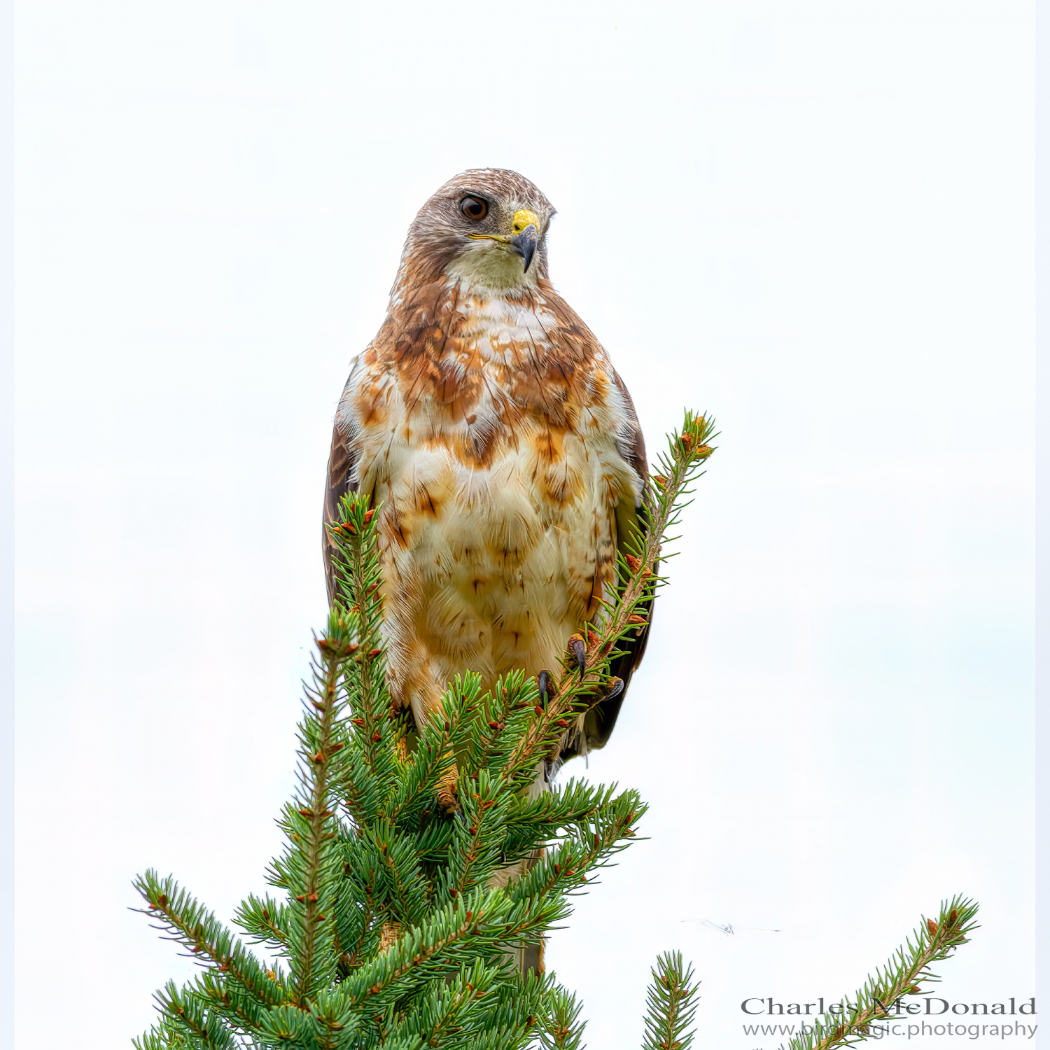 Swainson's Hawk