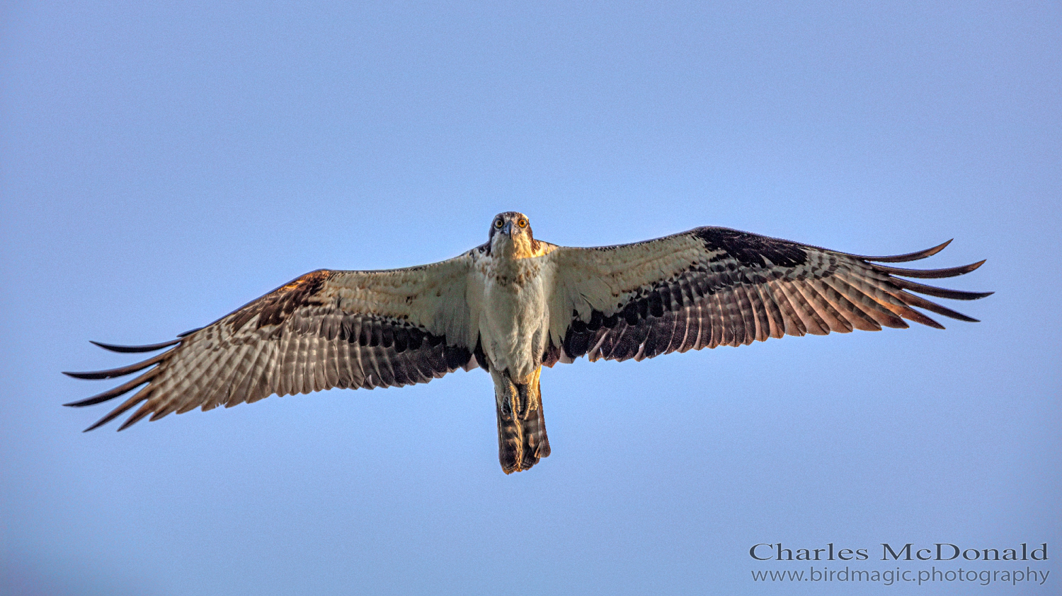 Osprey