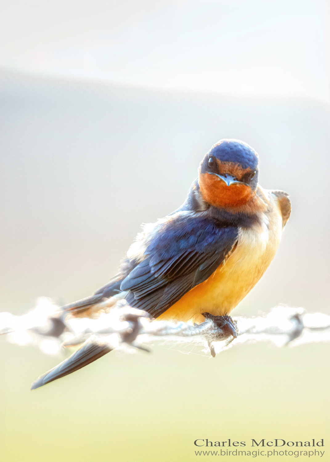 Barn Swallow