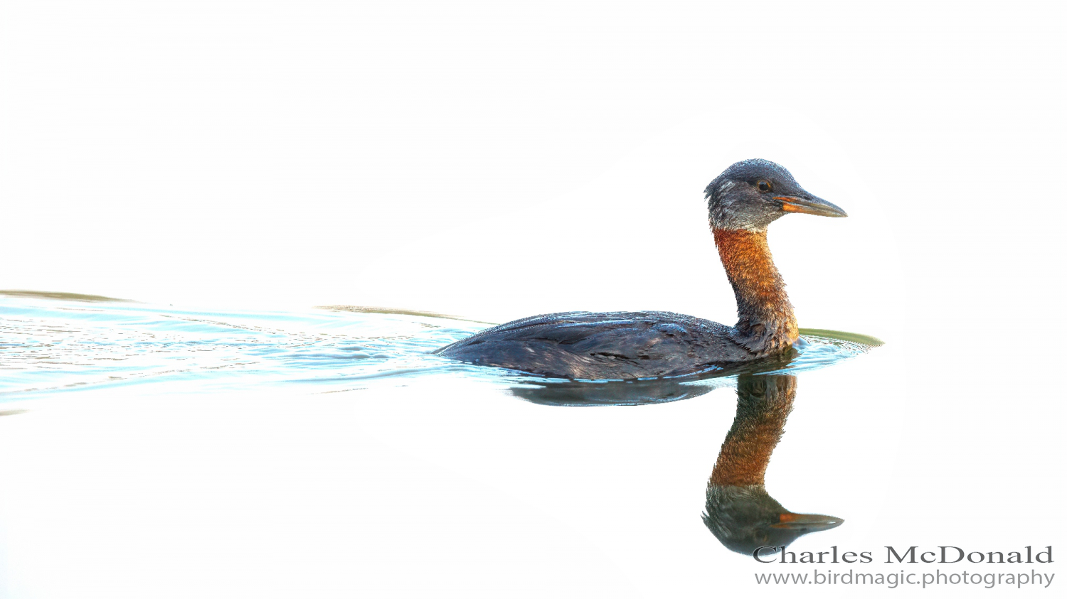 Red-necked Grebe