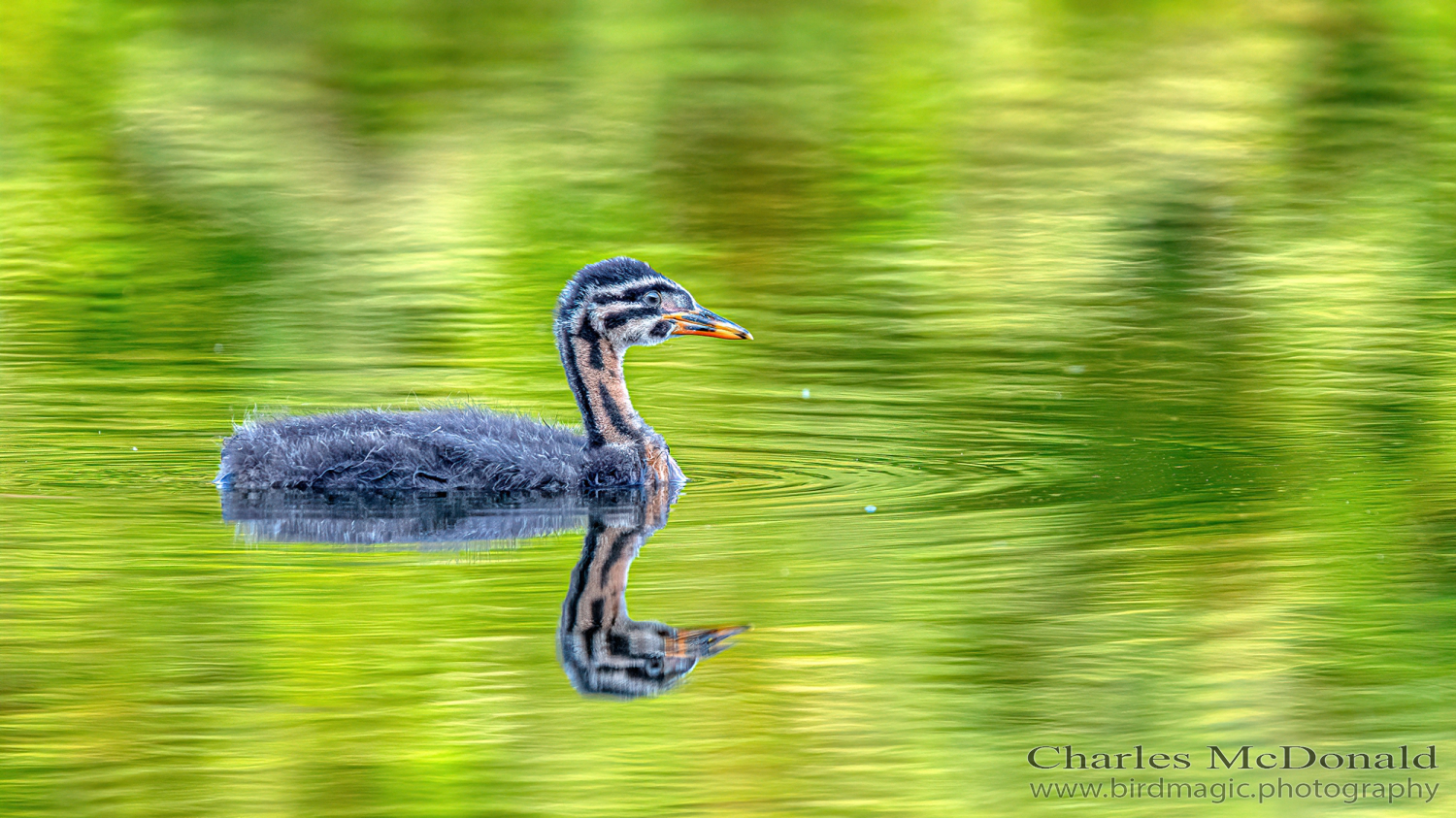 Red-necked Grebe