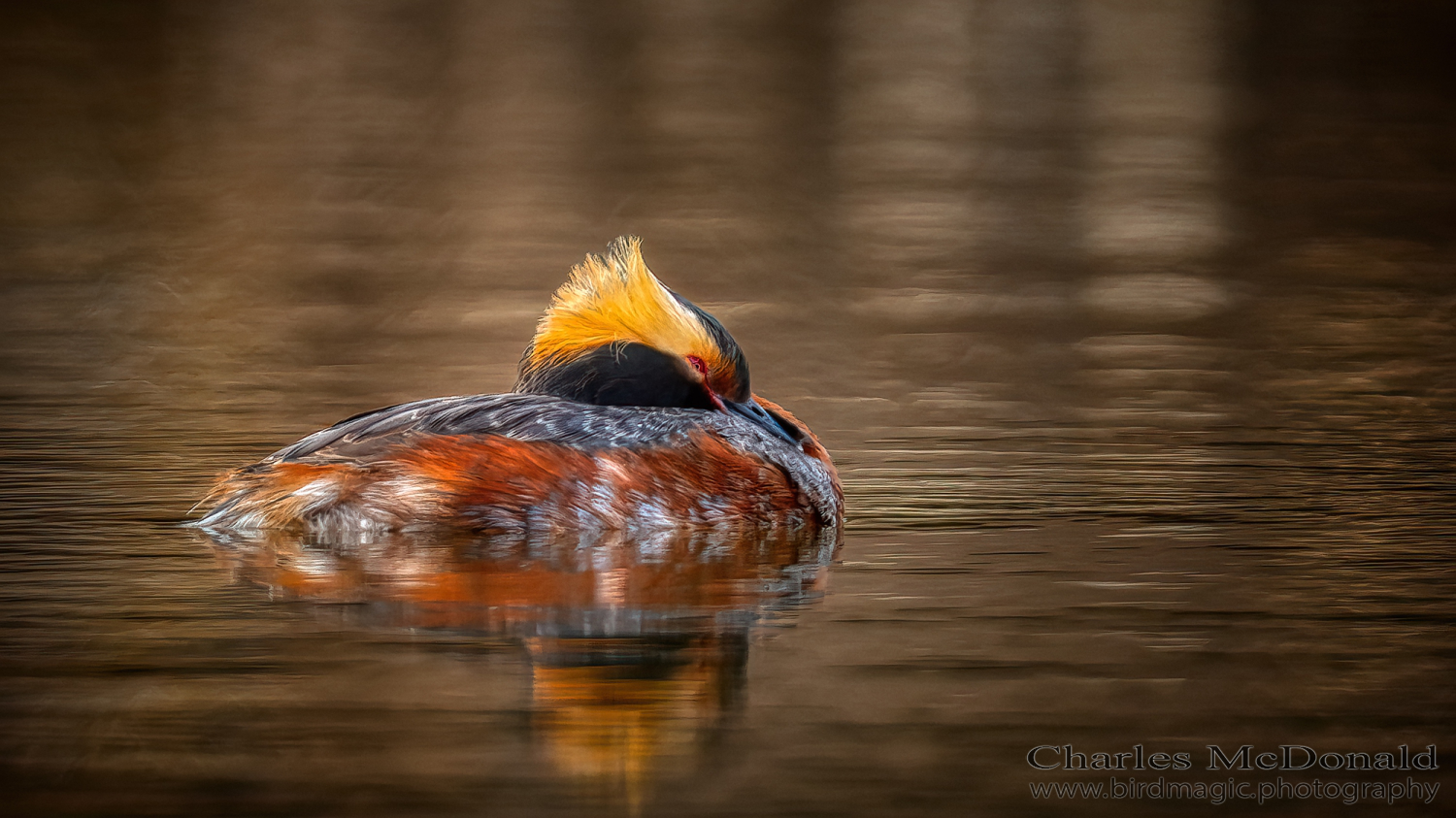 Horned Grebe