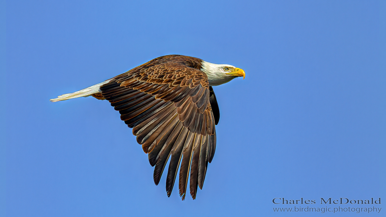 Bald Eagle