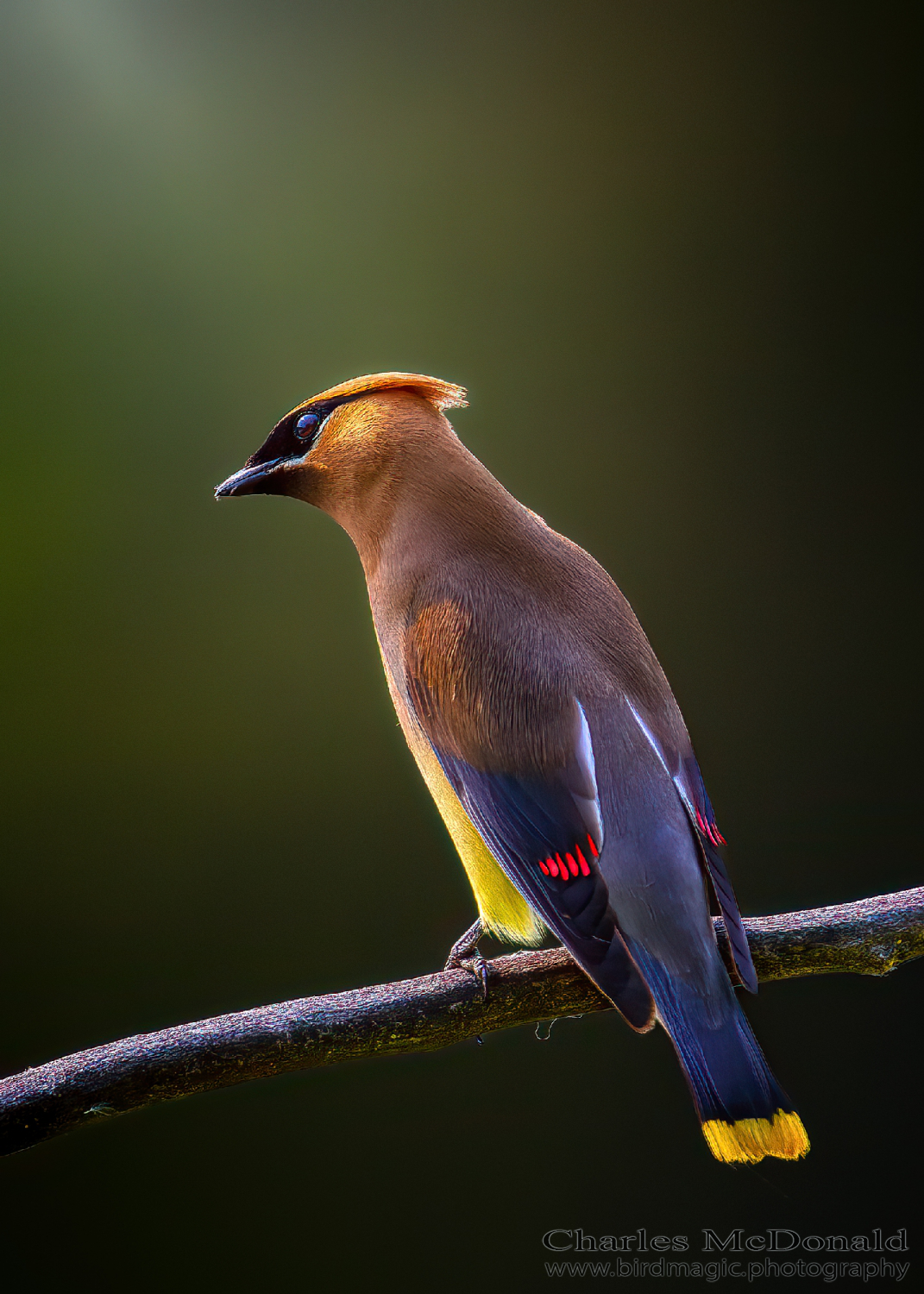 Cedar Waxwing