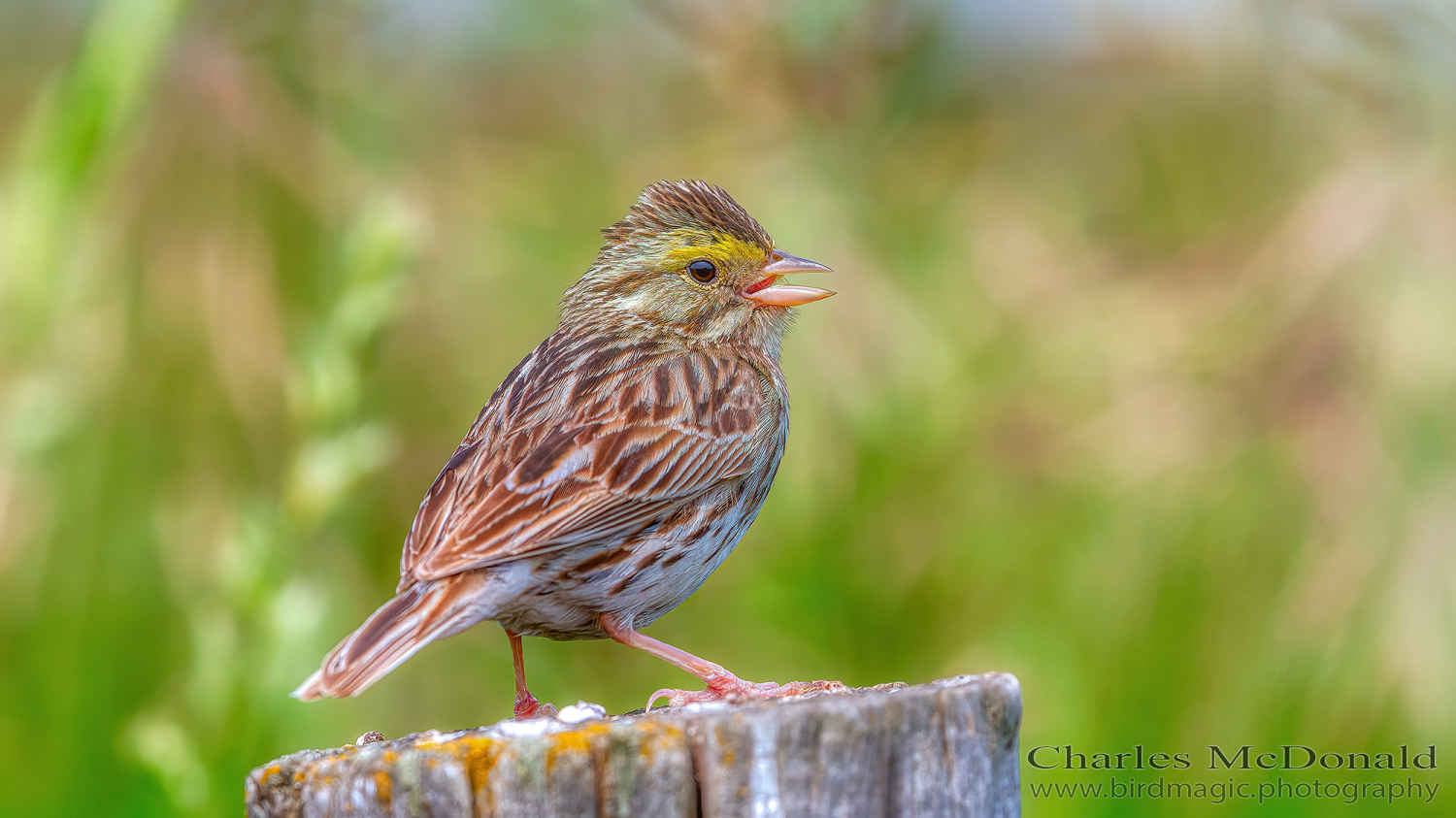 Savannah Sparrow