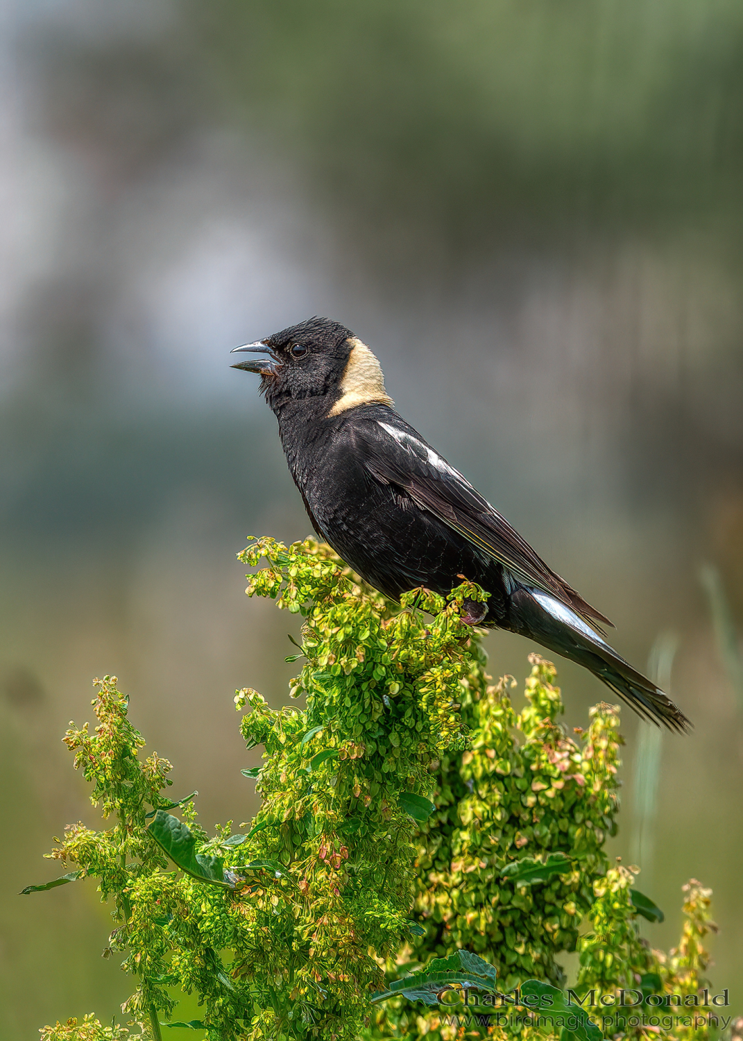 Bobolink