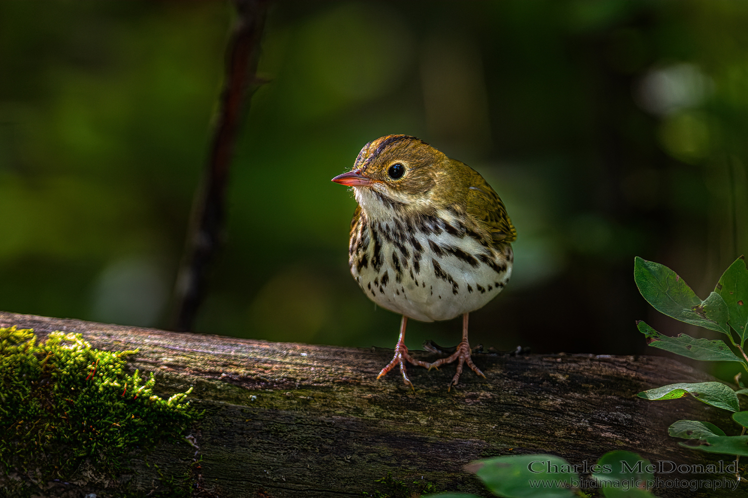 Ovenbird