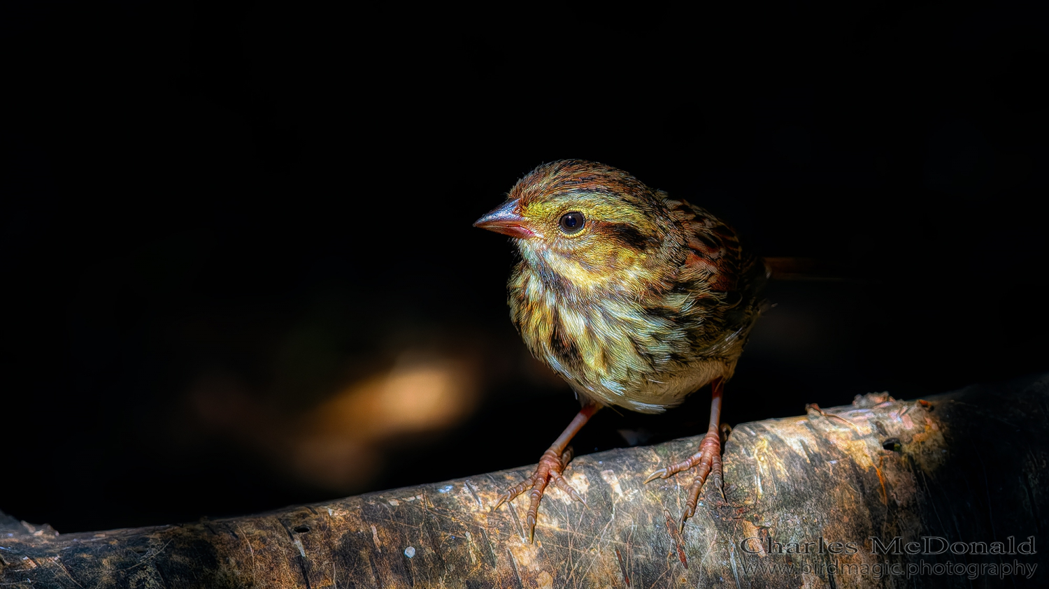 Song Sparrow