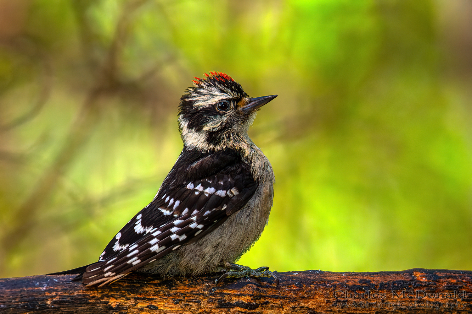 Downy Woodpecker