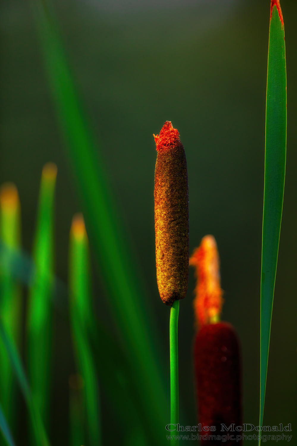 Cattails