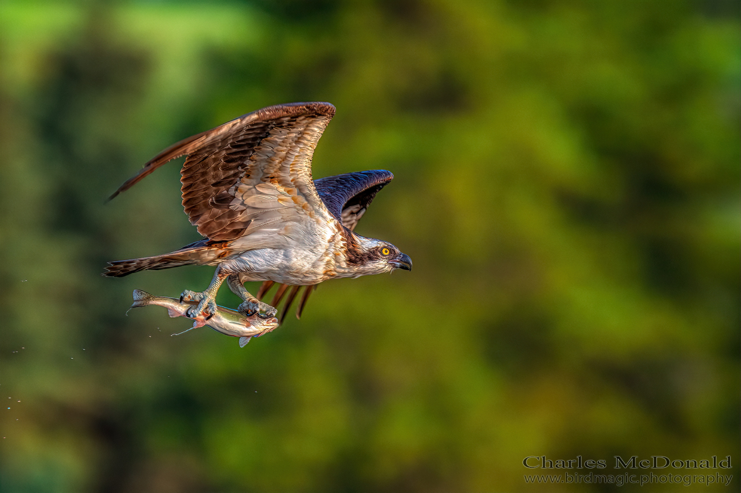 Osprey