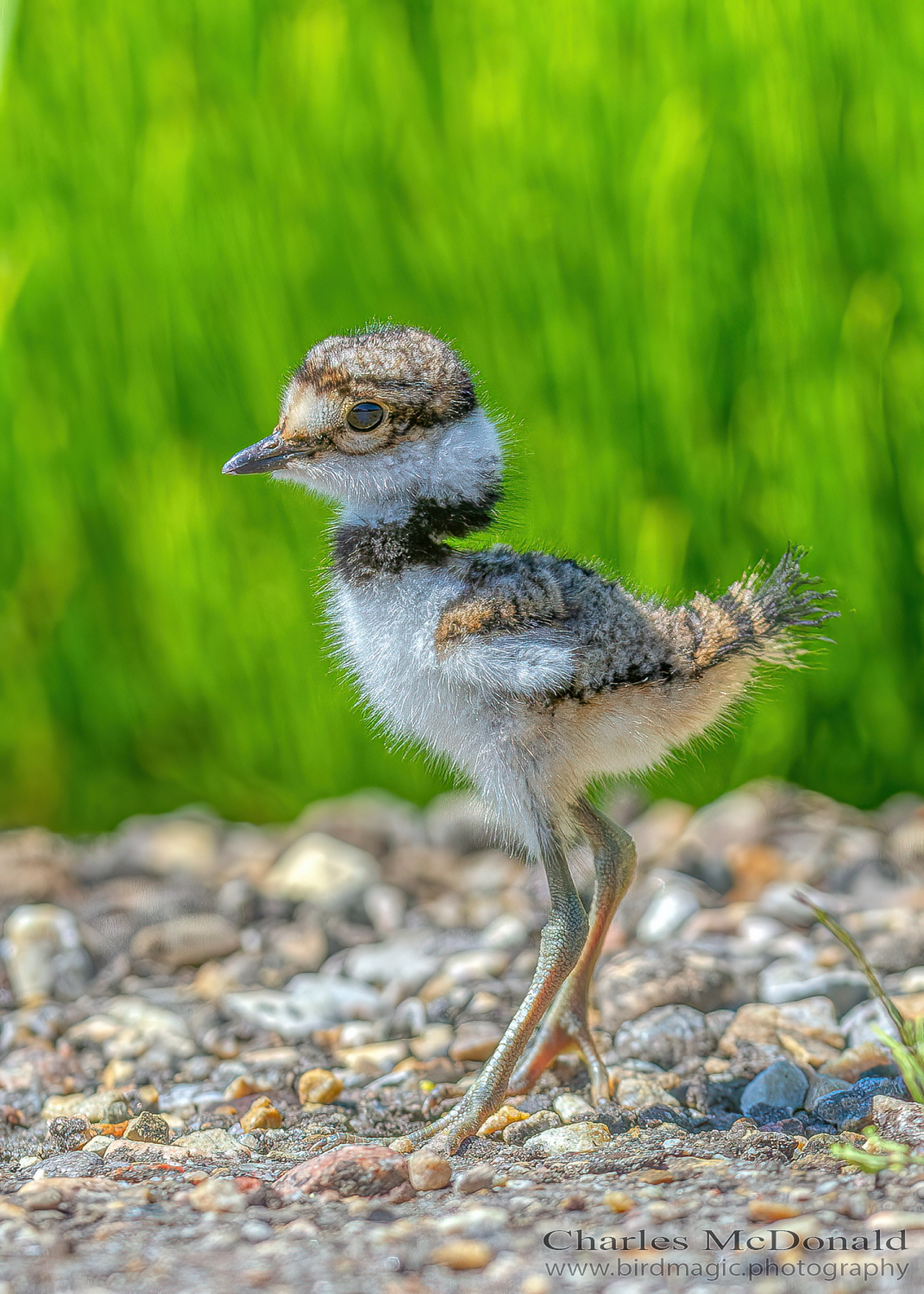 Killdeer