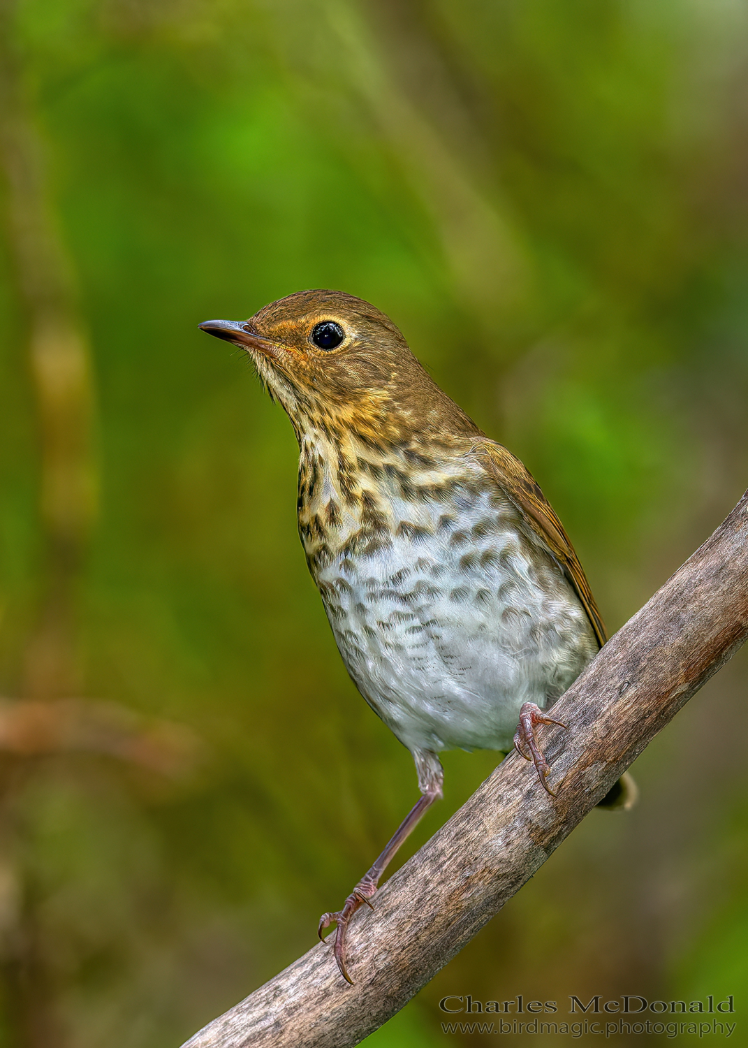 Swainson's Thrush