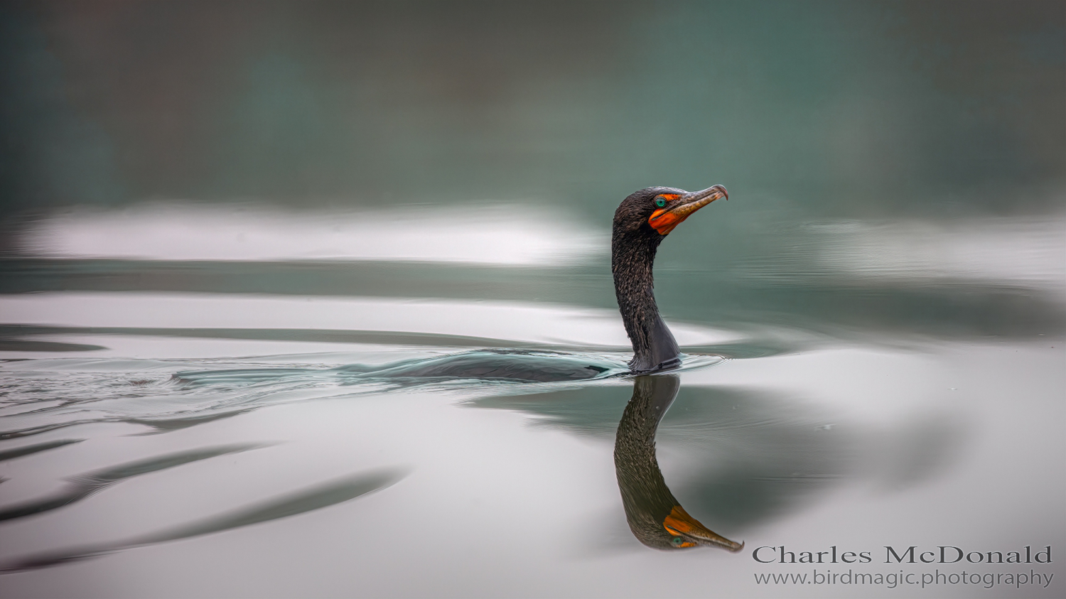 Double-crested Cormorant