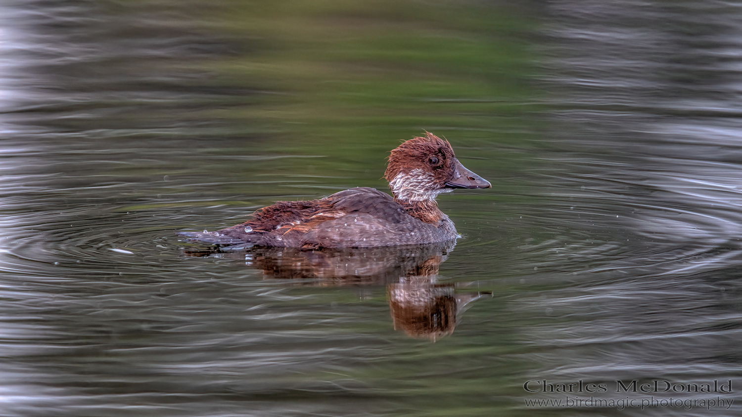 Common Goldeneye