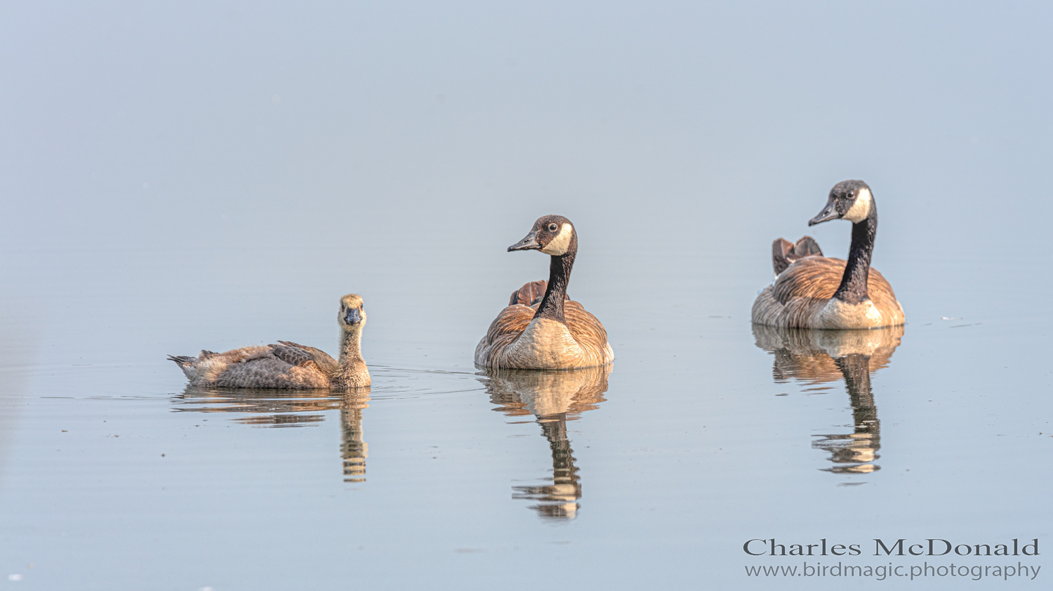 Canada Goose