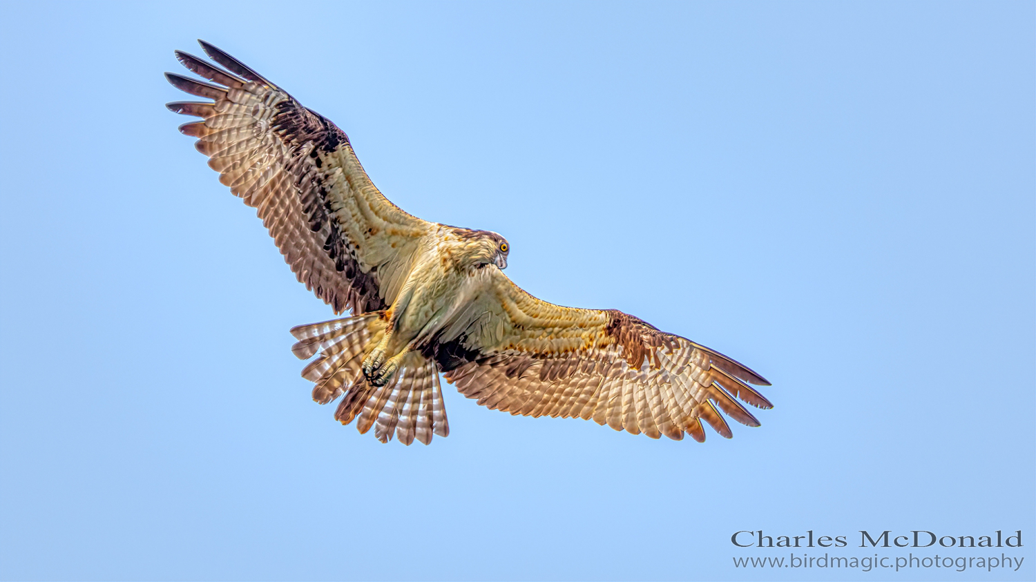 Osprey