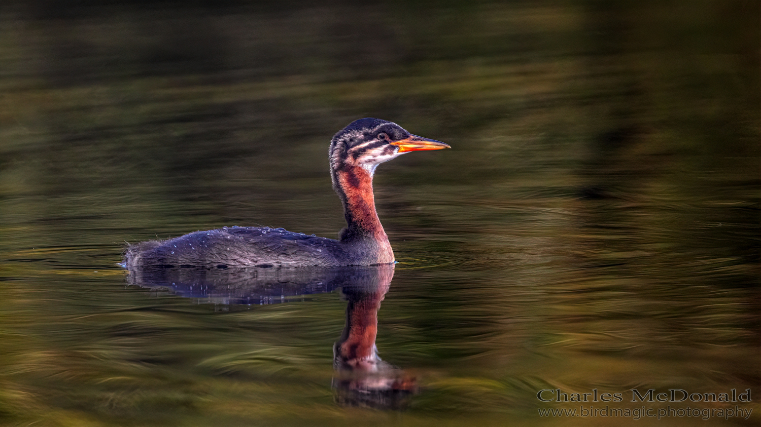 Red-necked Grebe