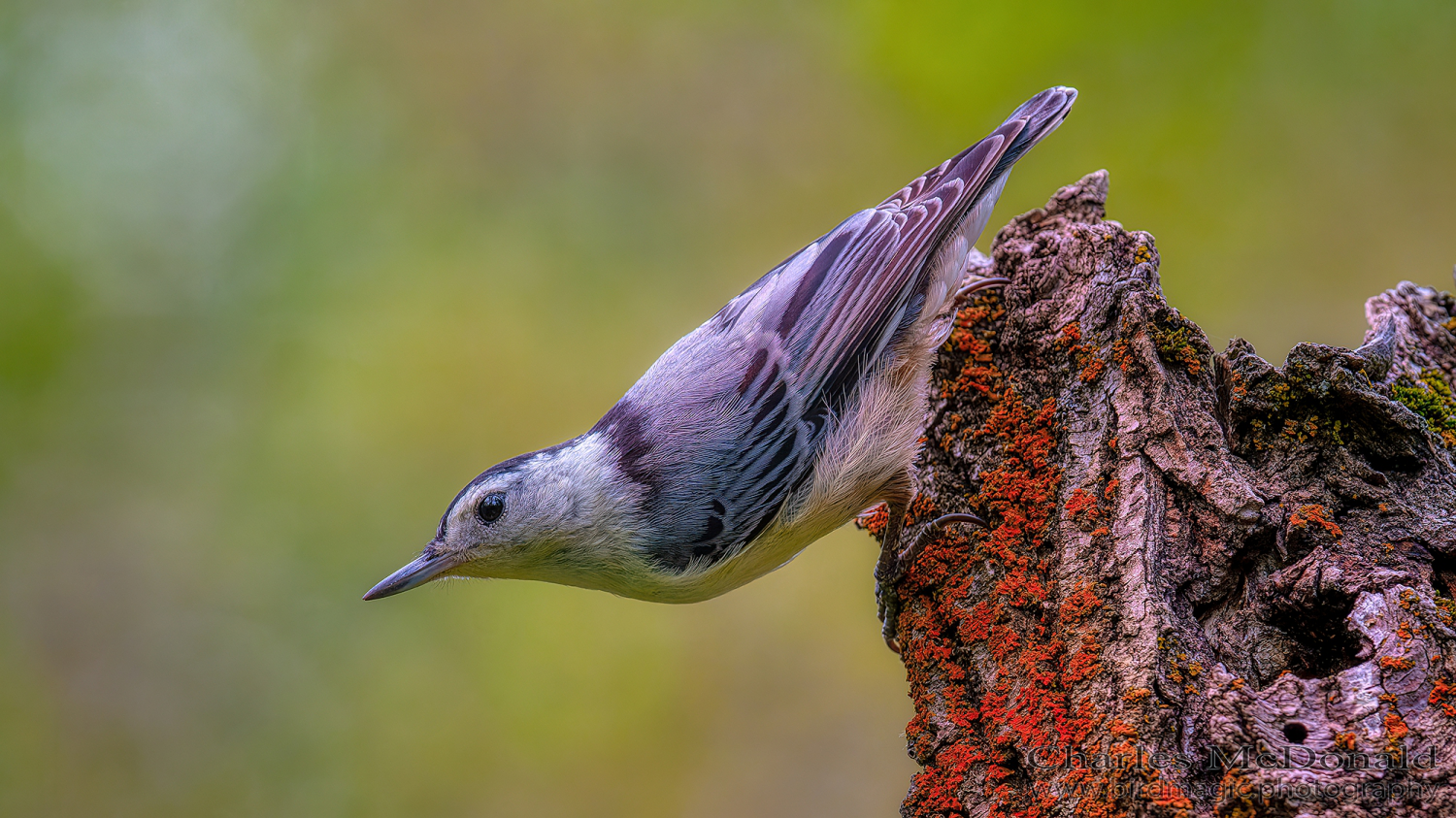 White-breasted Nuthatch