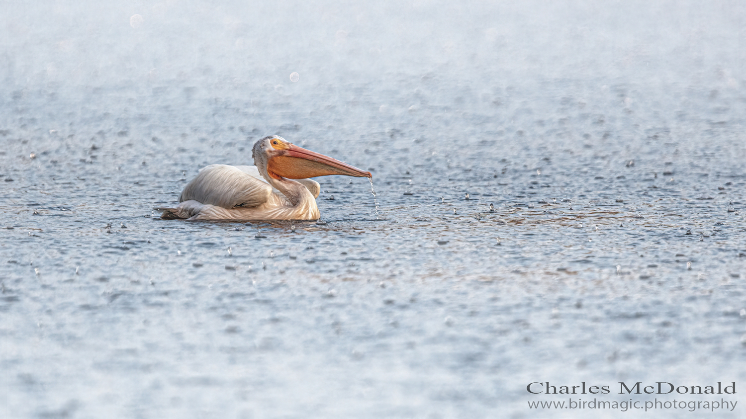 American White Pelican