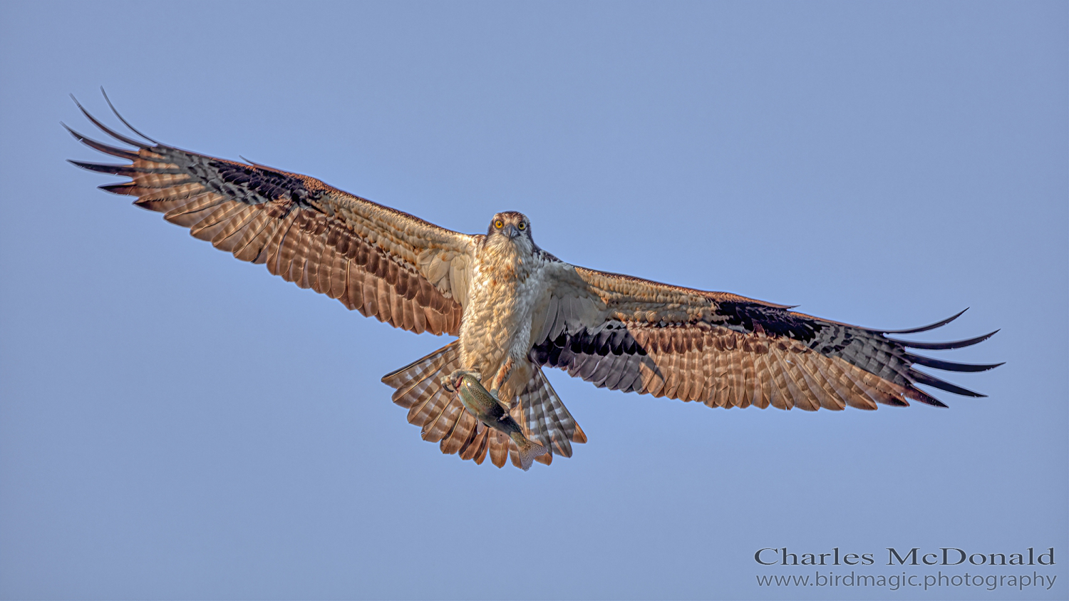 Osprey