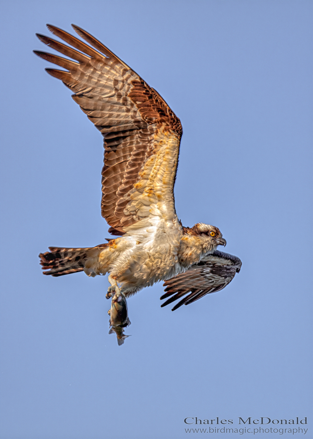 Osprey