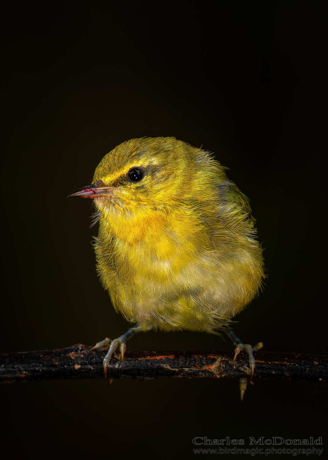 Tennessee Warbler