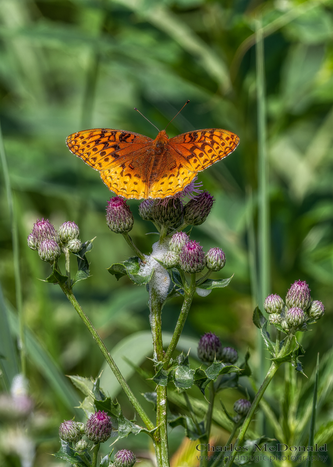 Great spangled fritillary