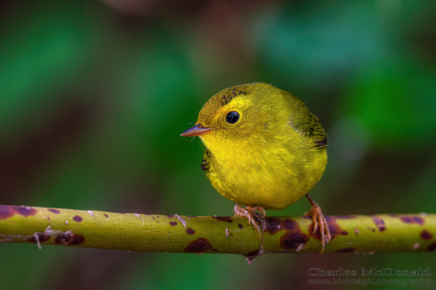 Wilson's Warbler