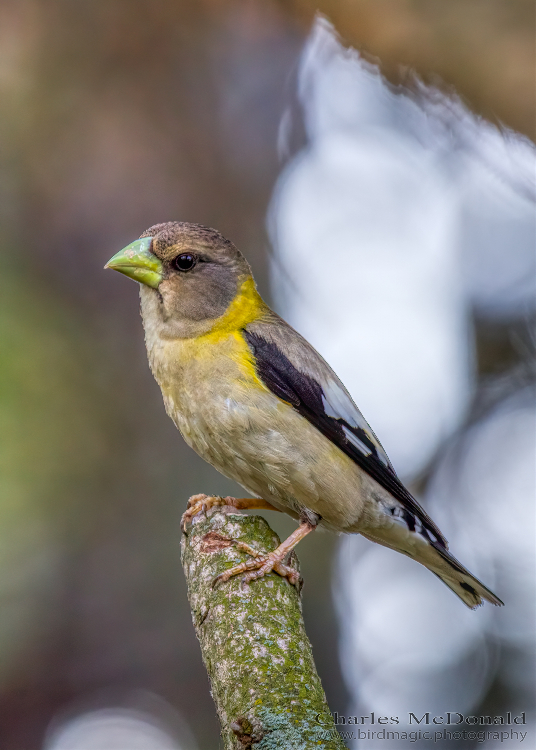 Evening Grosbeak