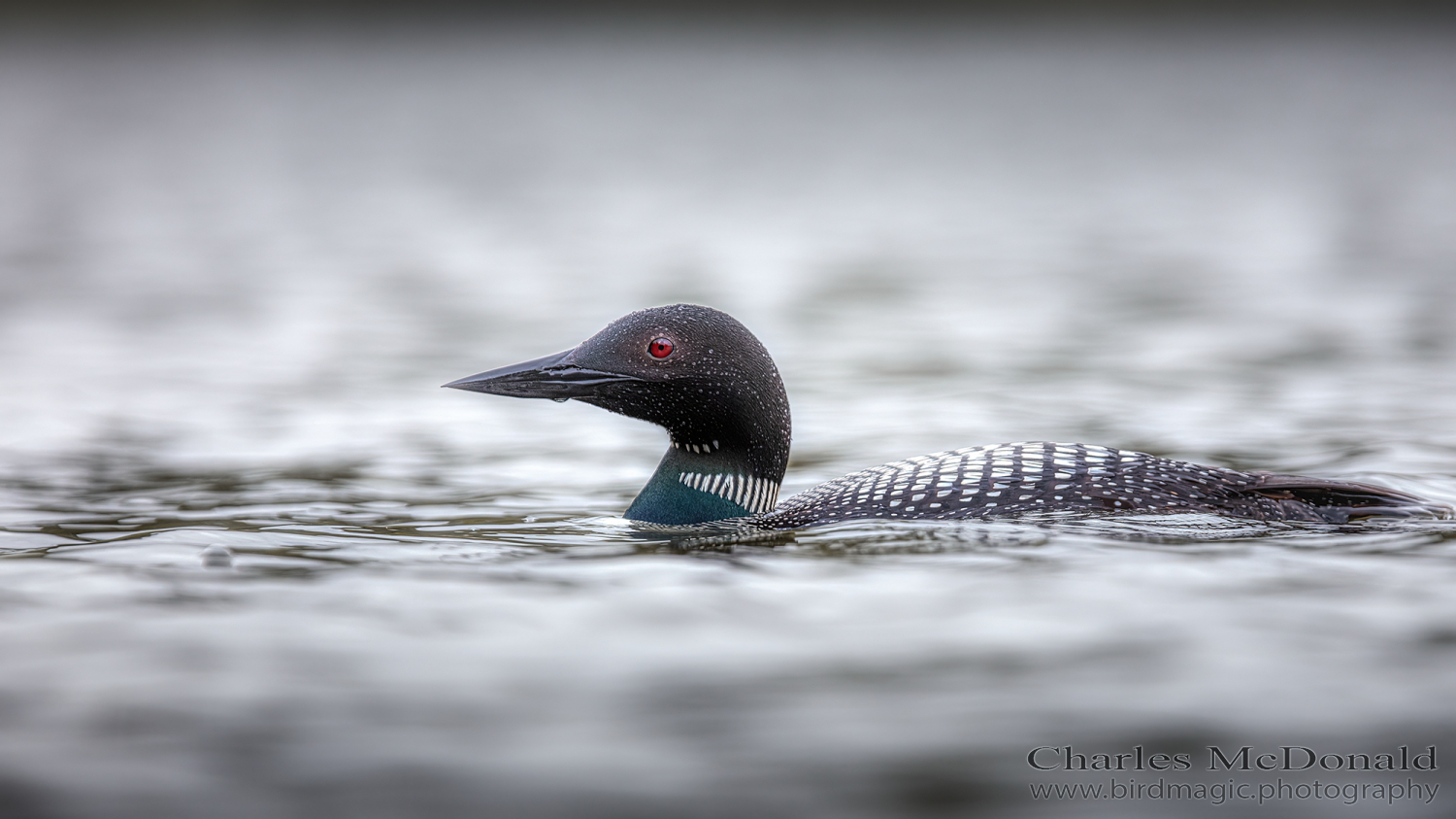 Common Loon