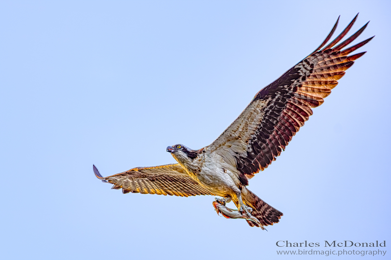 Osprey