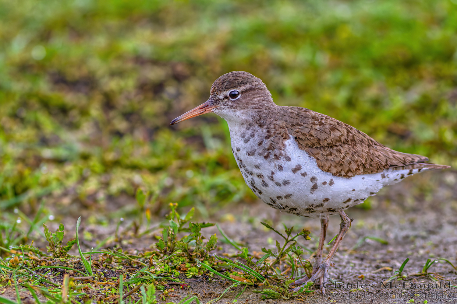 Spotted Sandpiper