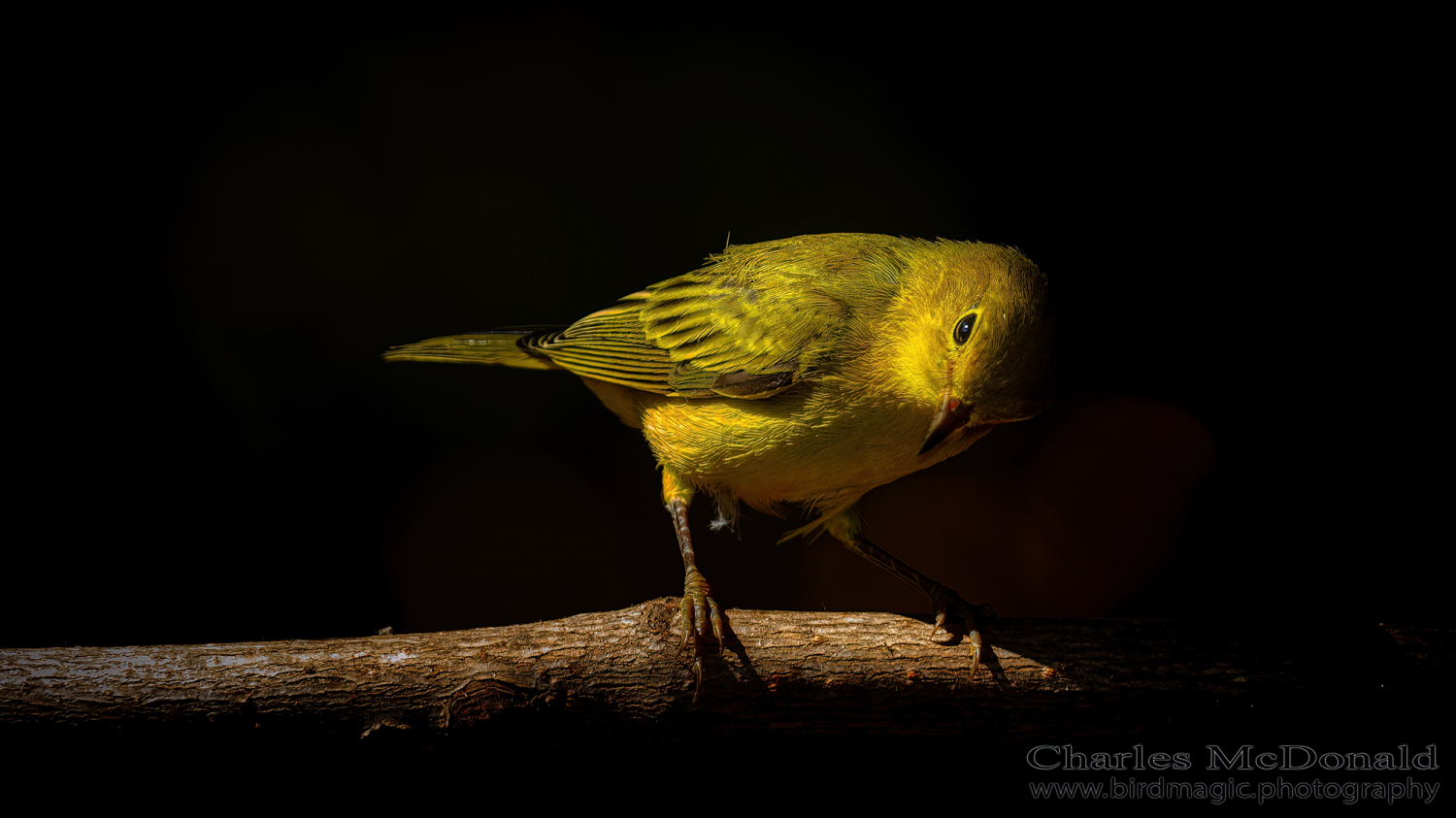 Yellow Warbler