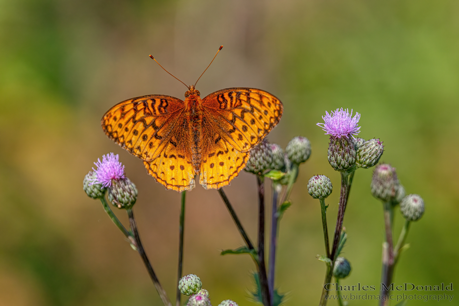 Great spangled fritillary