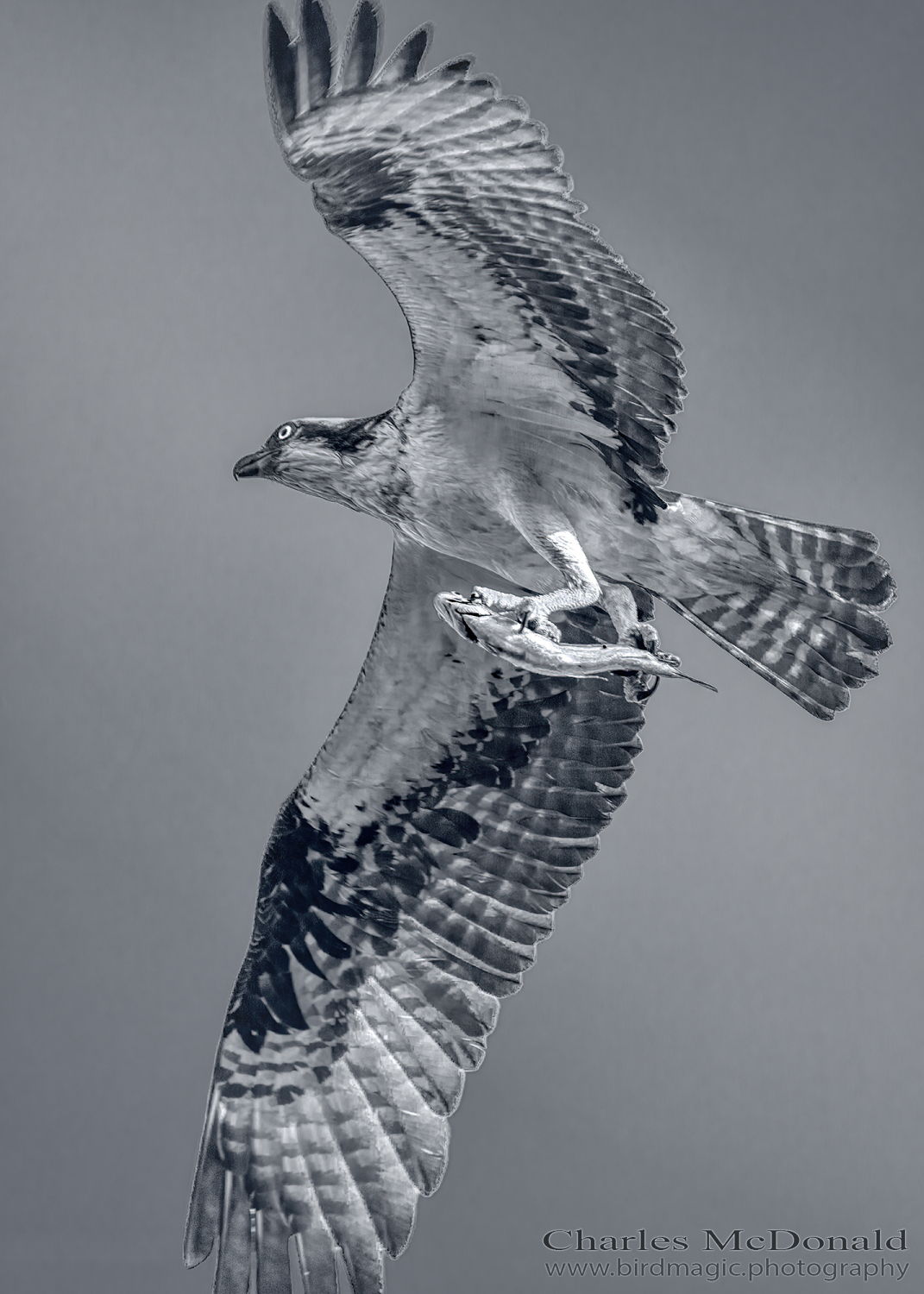 Osprey