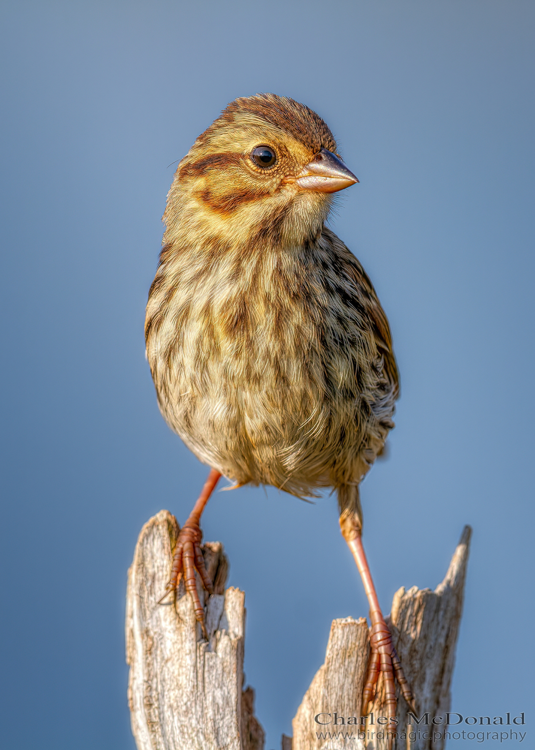 Song Sparrow