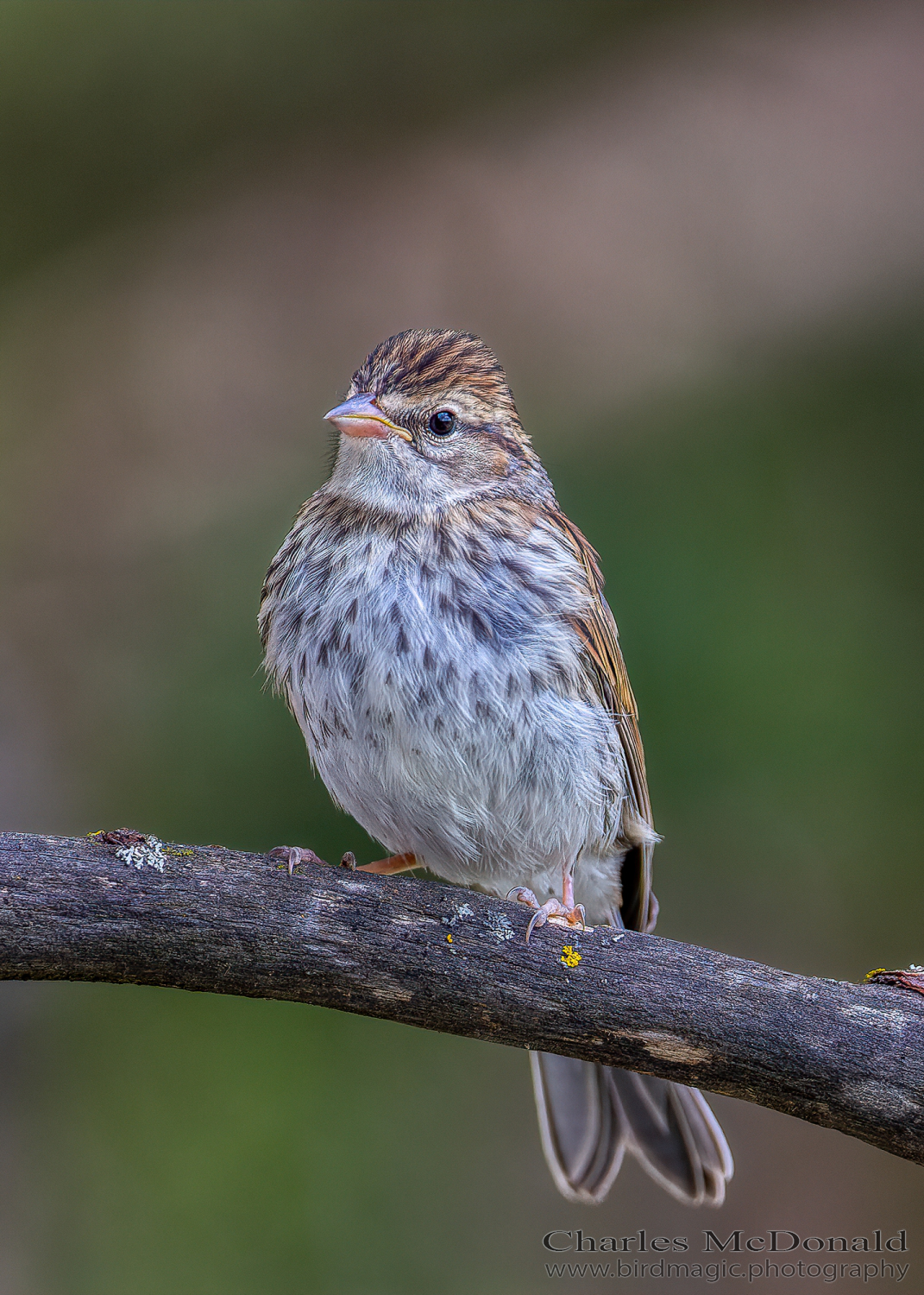 Chipping Sparrow