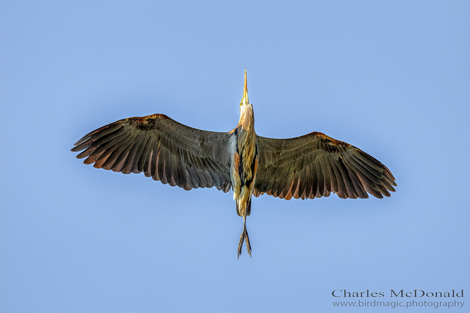 Great Blue Heron