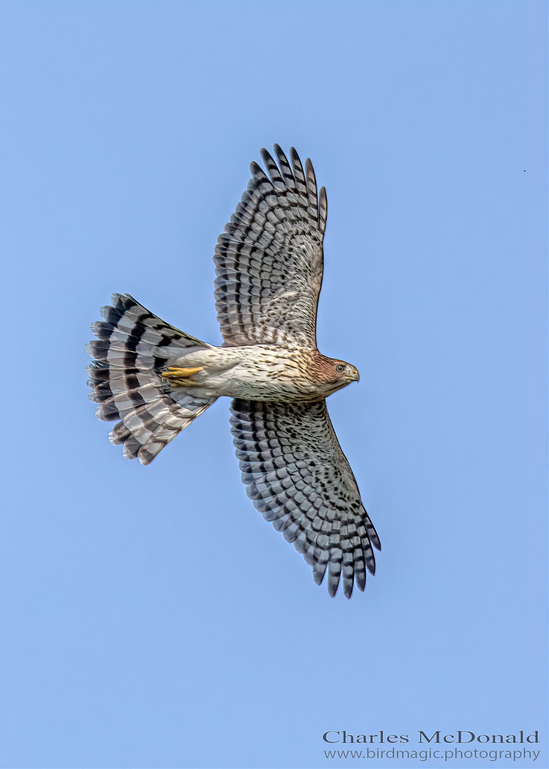 Cooper's Hawk