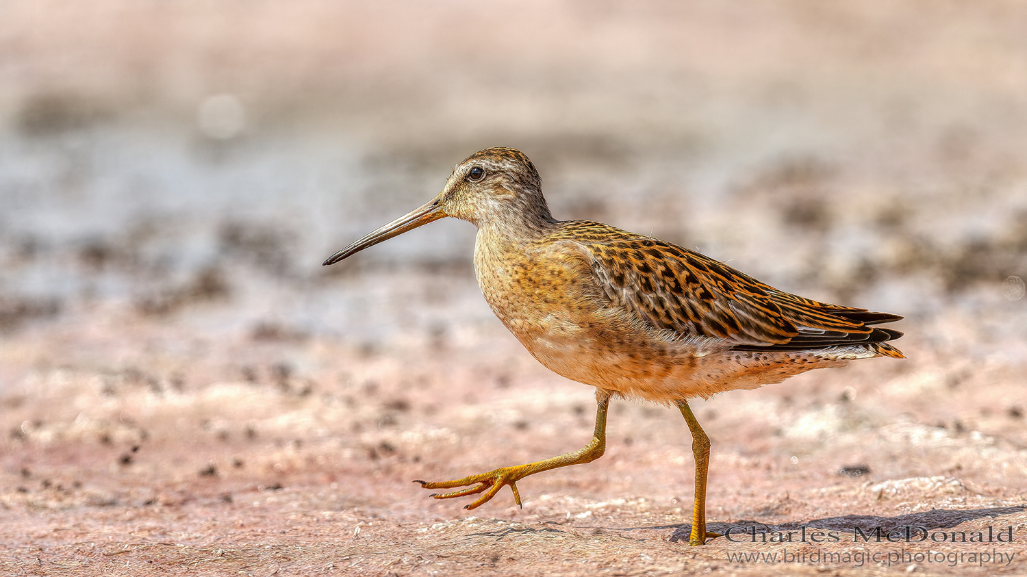 Long-billed Dowitcher