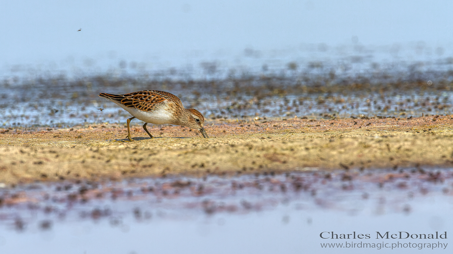 Least Sandpiper